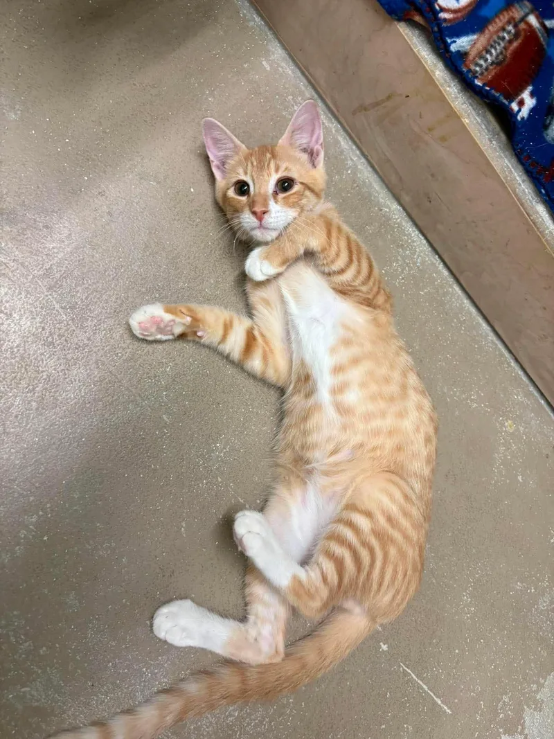 A baby medium-sized male Orange / Red Domestic Short Hair cat named O'Malley AND Darby for adoption in Gonic, NH