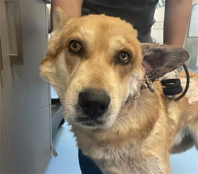 An adult large-sized male Carolina Dog dog named Cadbury for adoption in Tucson, AZ