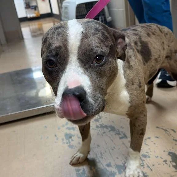 A young medium-sized male Gray / Blue / Silver Mixed Breed dog named Cookies and Cream for adoption in Gadsden, AL