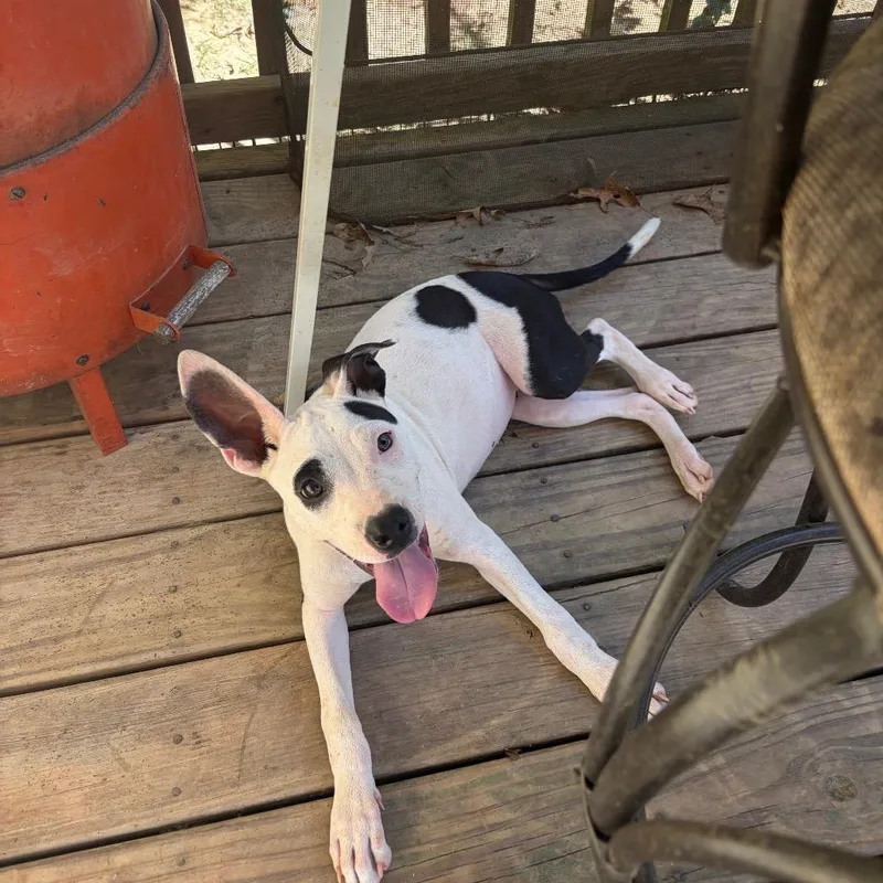 A young small-sized female White / Cream Mixed Breed dog named Flossie Mae only for adoption in Parrish, AL
