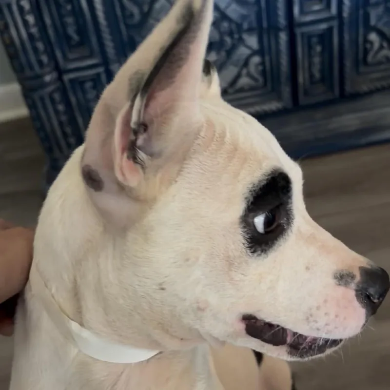 Flossie Mae only  thumbnail 3