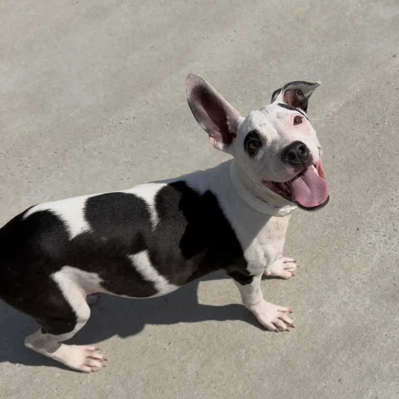 Flossie Mae only  thumbnail 5
