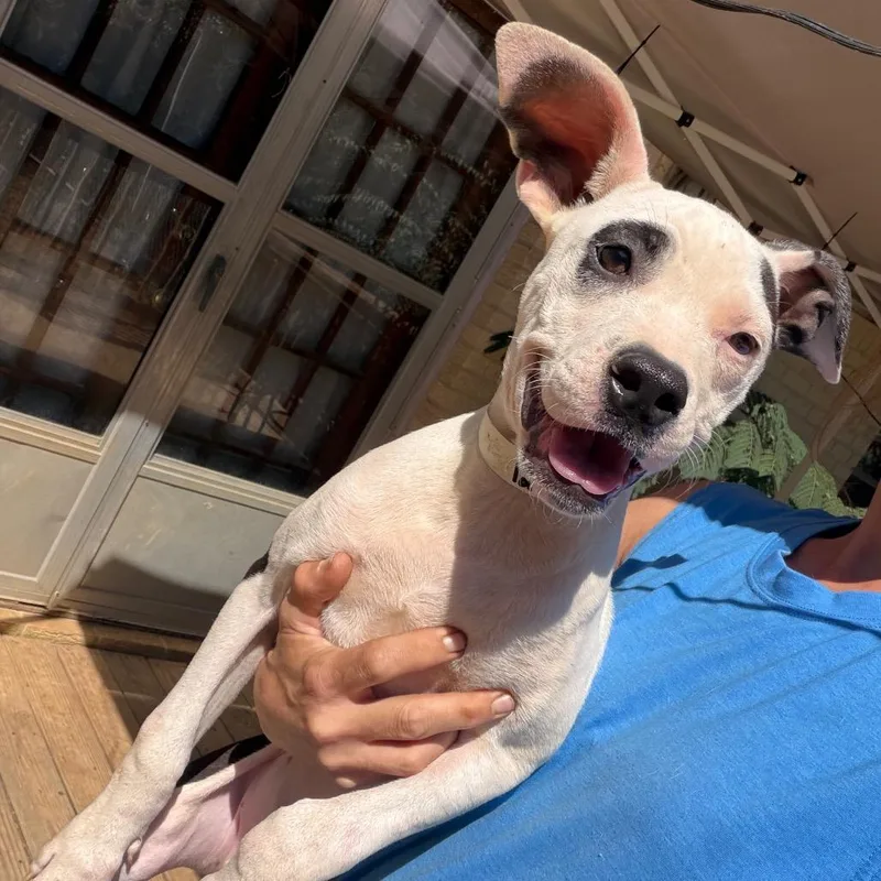 Flossie Mae only  thumbnail 6