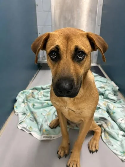 An adult large-sized female Shepherd dog named Janice for adoption in Cumming, GA