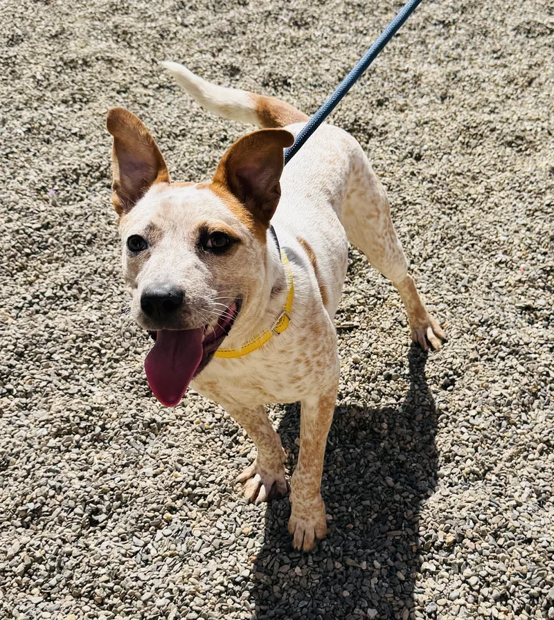 A young medium-sized female Red / Chestnut / Orange Cattle Dog dog named Cinnamon for adoption in Brooks, ME
