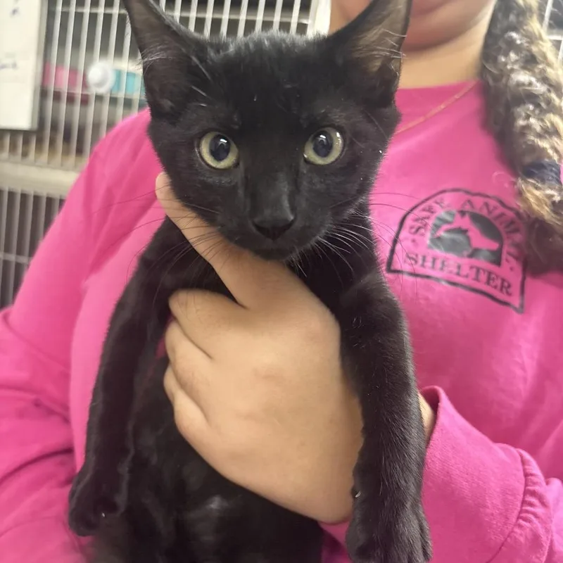 A baby small-sized female Domestic Short Hair cat named Fandango for adoption in Middleburg, FL