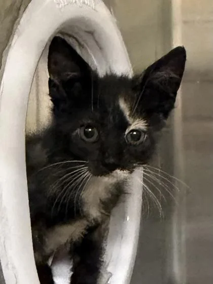 A baby small-sized female Domestic Short Hair cat named Gretchen for adoption in Independence, MO