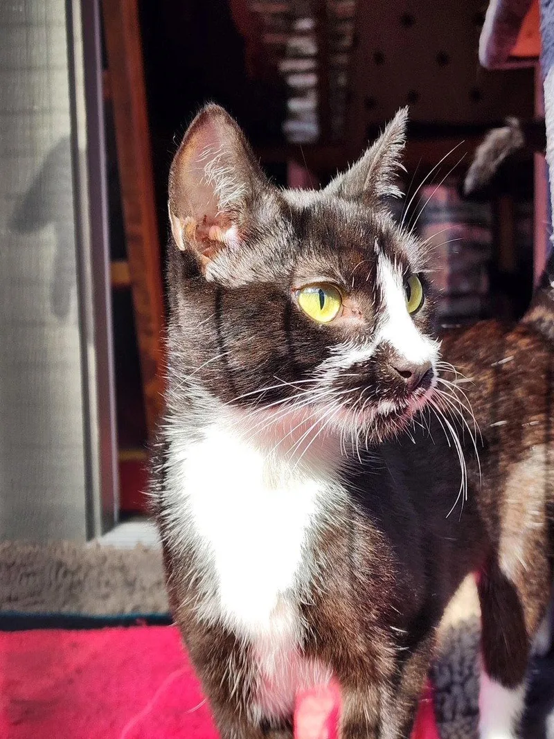 A young medium-sized female Black & White / Tuxedo Domestic Short Hair cat named Katie for adoption in Tacoma, WA