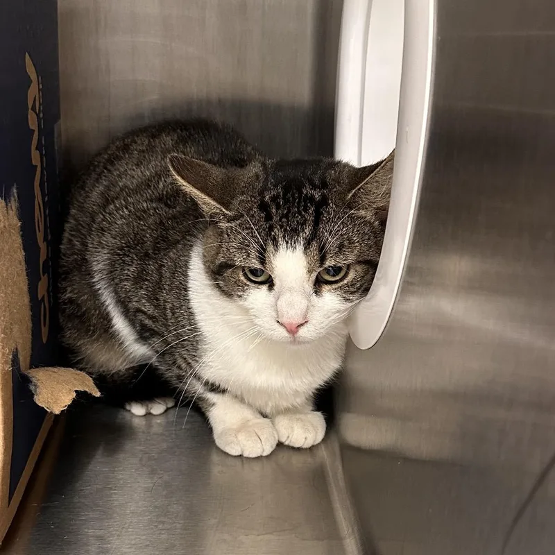 An adult medium-sized male Brown / Chocolate Domestic Short Hair cat named Mesi for adoption in East Smithfield , PA