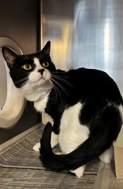 A young medium-sized male Domestic Short Hair cat named Oreo for adoption in Lancaster, CA