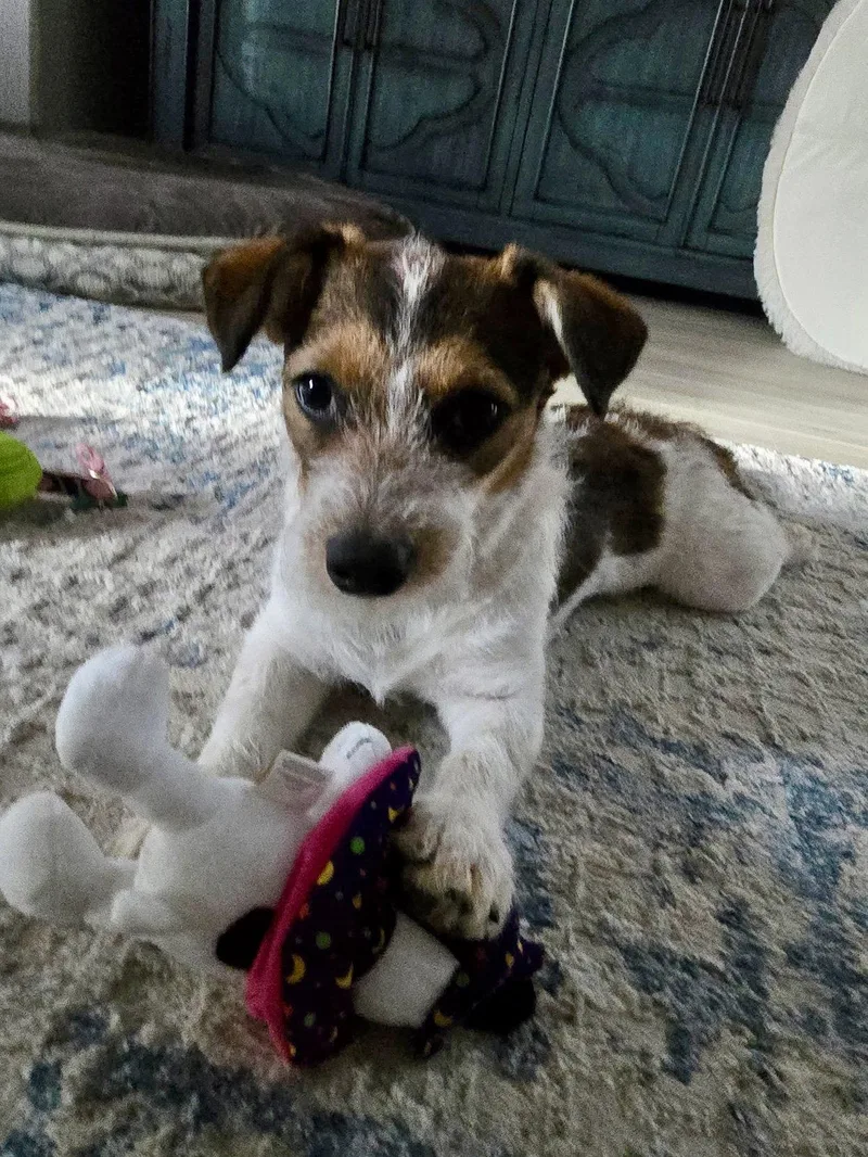 Piper