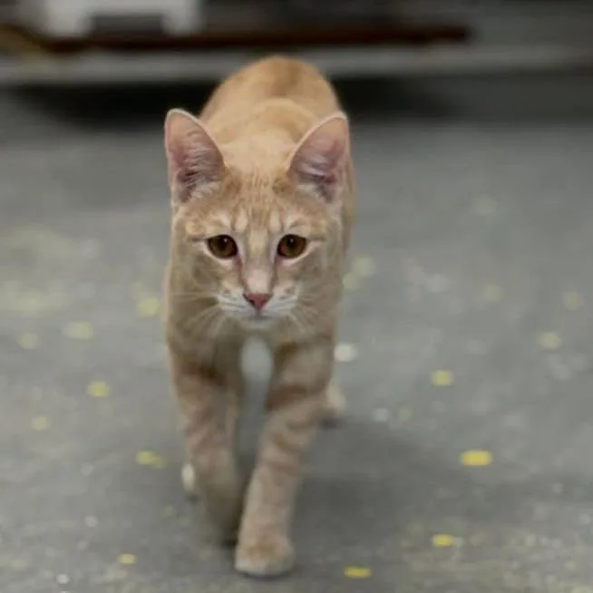 A young small-sized male Buff / Tan / Fawn Domestic Short Hair cat named Cecil for adoption in Lebanon, MO