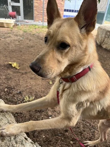 An adult large-sized male Mixed Breed dog named Oscar for adoption in Austin, TX