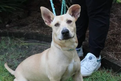 An adult medium-sized female Basset Hound dog named Costco Hot Dog for adoption in Brunswick, GA
