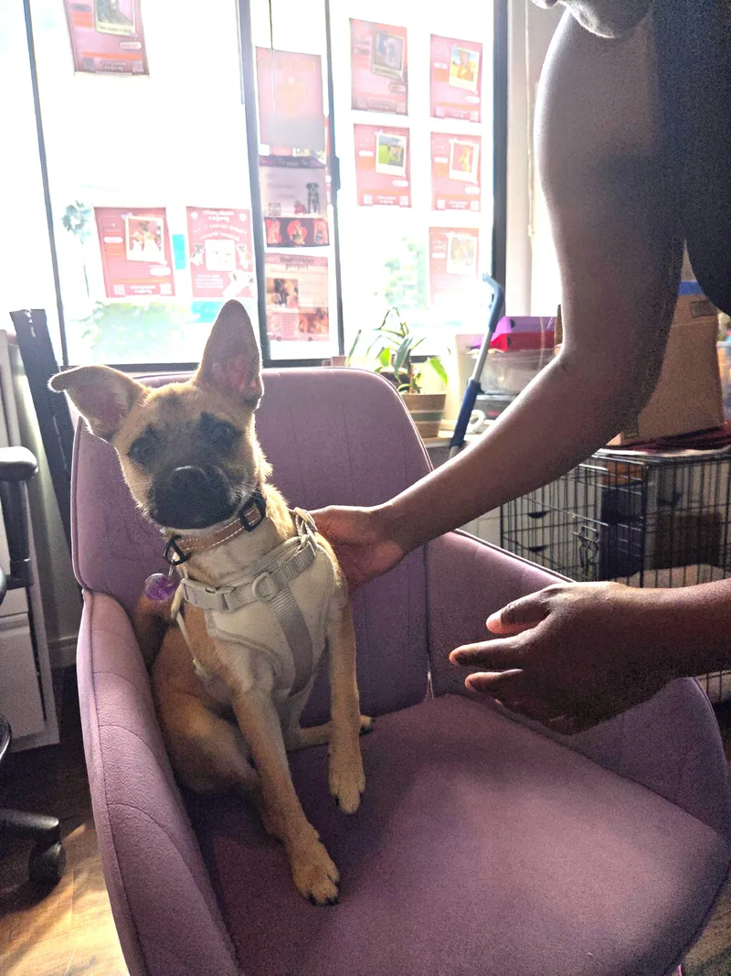 A baby small-sized female Yellow / Tan / Blond / Fawn Pug dog named Anastasia for adoption in West Hollywood, CA