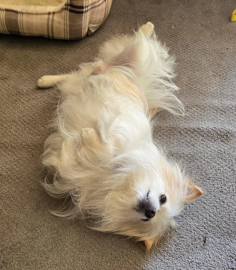 Fluffy