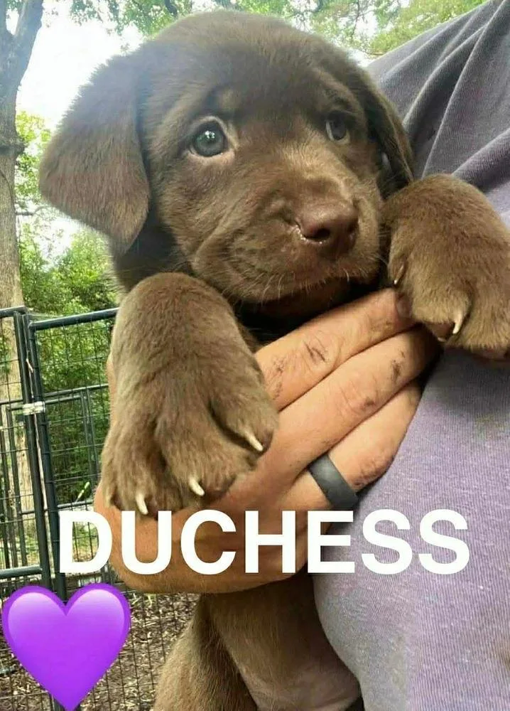 A baby large-sized female Brown / Chocolate Labrador Retriever dog named Compheree  Duchess for adoption in Broomfield, CO
