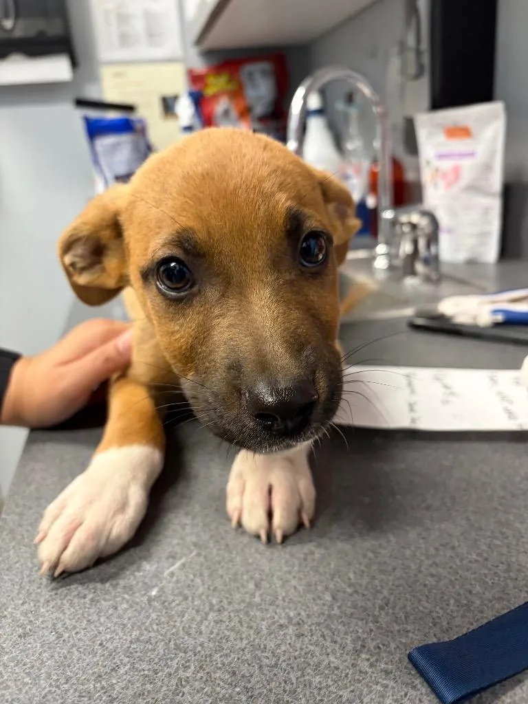 A baby medium-sized male Australian Shepherd dog named Anchovy for adoption in Bloomington, IN