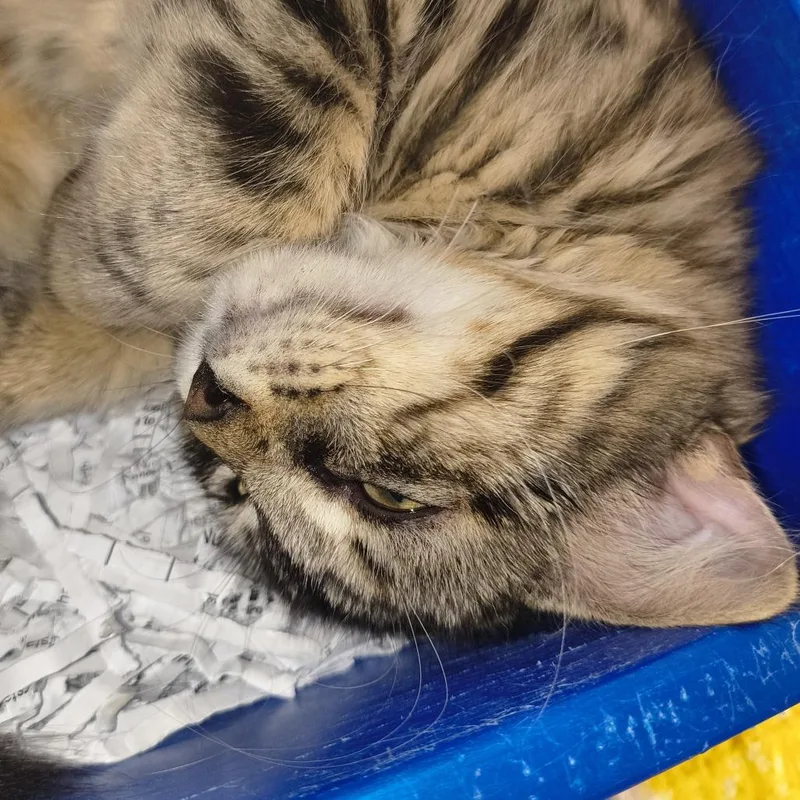 A baby small-sized male Domestic Medium Hair cat named Butterball for adoption in Fort Smith, AR