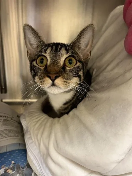 A young small-sized female Domestic Short Hair cat named Ivy for adoption in Virginia Beach, VA