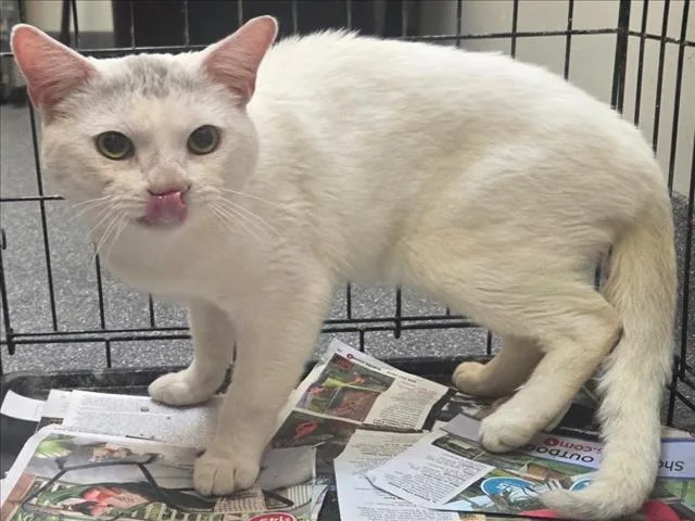 An adult medium-sized male Domestic Short Hair cat named Sittlies for adoption in Los Angeles, CA