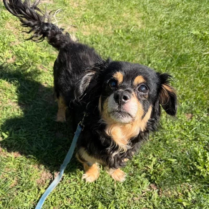 A senior small-sized male Black Mixed Breed dog named Kimchi for adoption in Oshkosh, WI