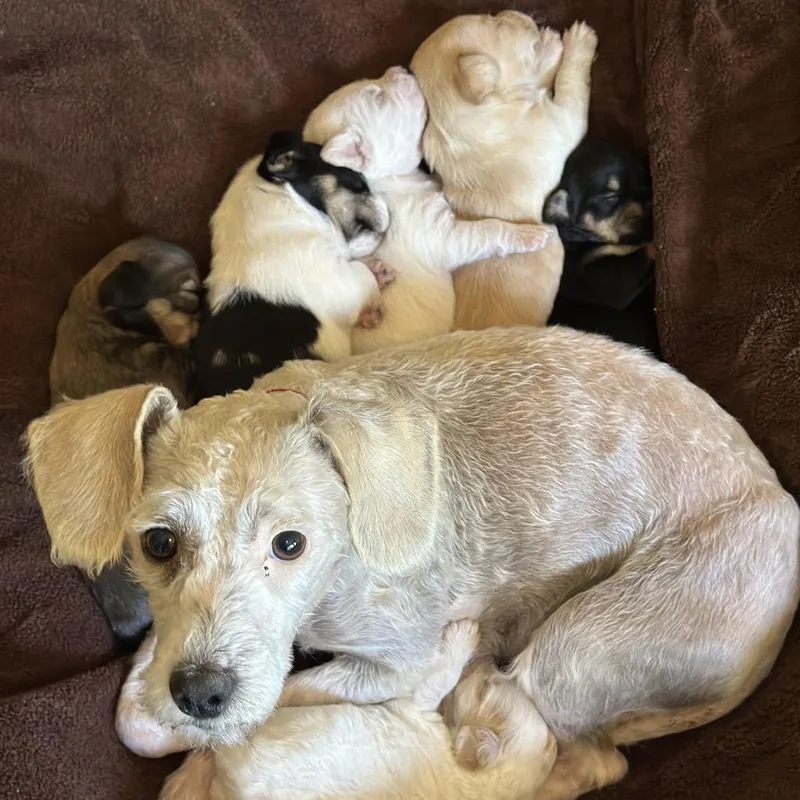 A young small-sized female White / Cream Miniature Poodle dog named Georgia O'keefe for adoption in Point Richmond, CA