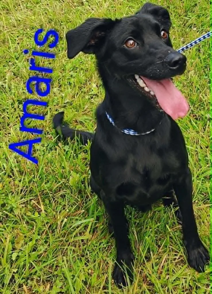 Amaris