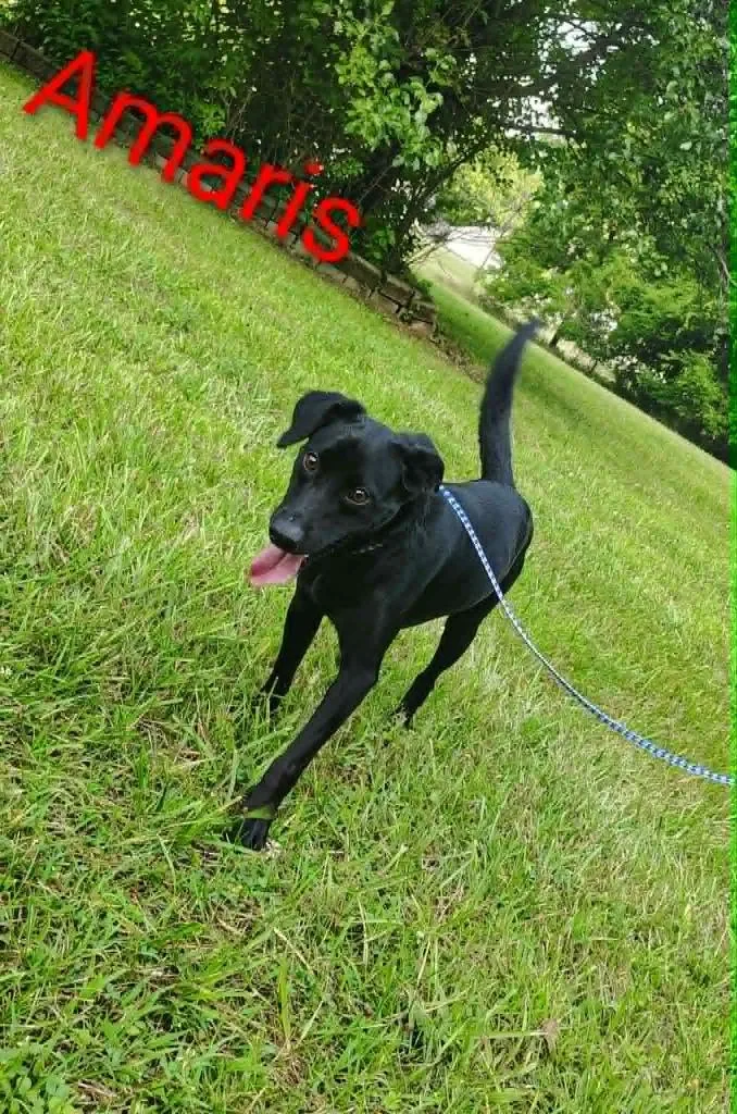 Amaris thumbnail 2