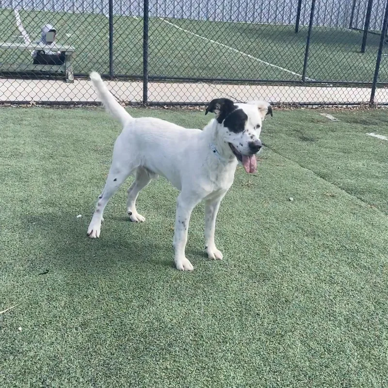 Priority thumbnail 4