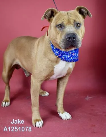 A young medium-sized male White / Cream Pit Bull Terrier dog named Jake  URGENT for adoption in Thousand Oaks, CA
