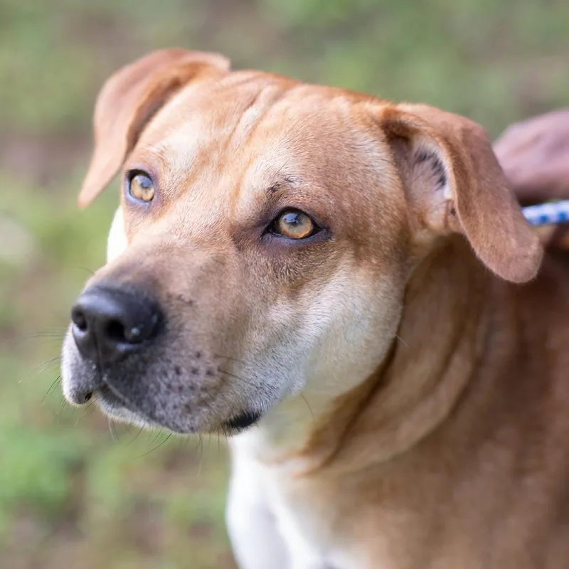 An adult medium-sized male Yellow / Tan / Blond / Fawn Labrador Retriever dog named Rocky for adoption in Bartlett, TN