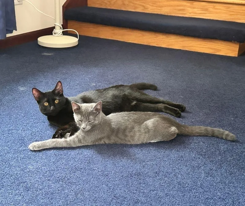 A baby small-sized male Gray / Blue / Silver Russian Blue cat named Spike for adoption in Wheaton, IL