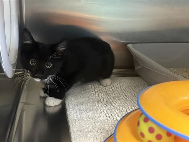 A baby small-sized female Domestic Short Hair cat named Triumph for adoption in Santa Cruz, CA