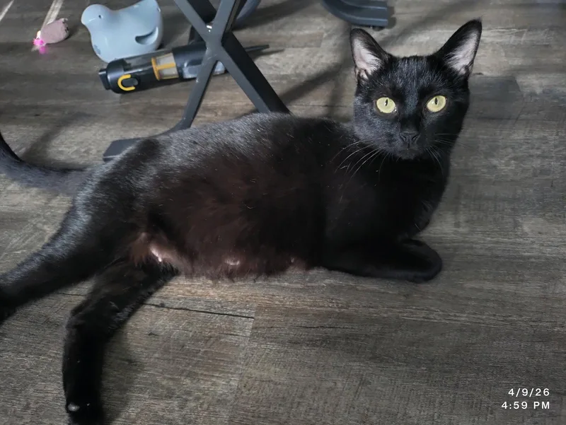 A young medium-sized female Black Domestic Short Hair cat named Jenga for adoption in Herndon, VA