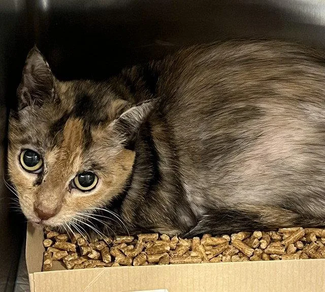 A senior medium-sized female Domestic Short Hair cat named Patchey for adoption in Tavares, FL