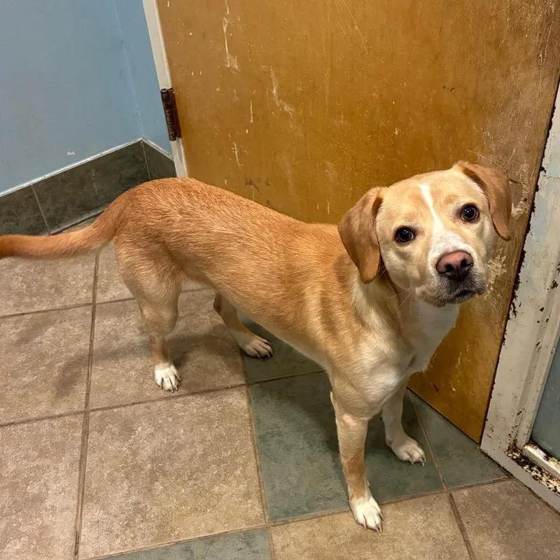 An adult medium-sized female White / Cream Mixed Breed dog named Nani for adoption in Chattanooga, TN