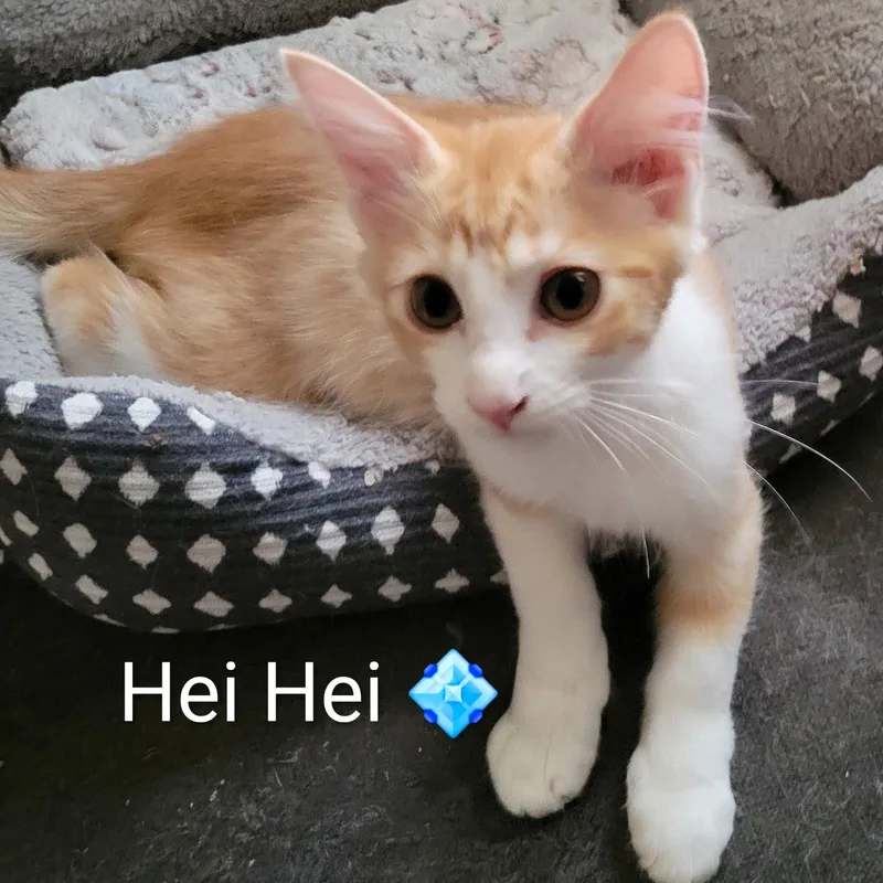 A baby medium-sized male Orange & White Domestic Short Hair cat named Hei Hei for adoption in Las Vegas, NV