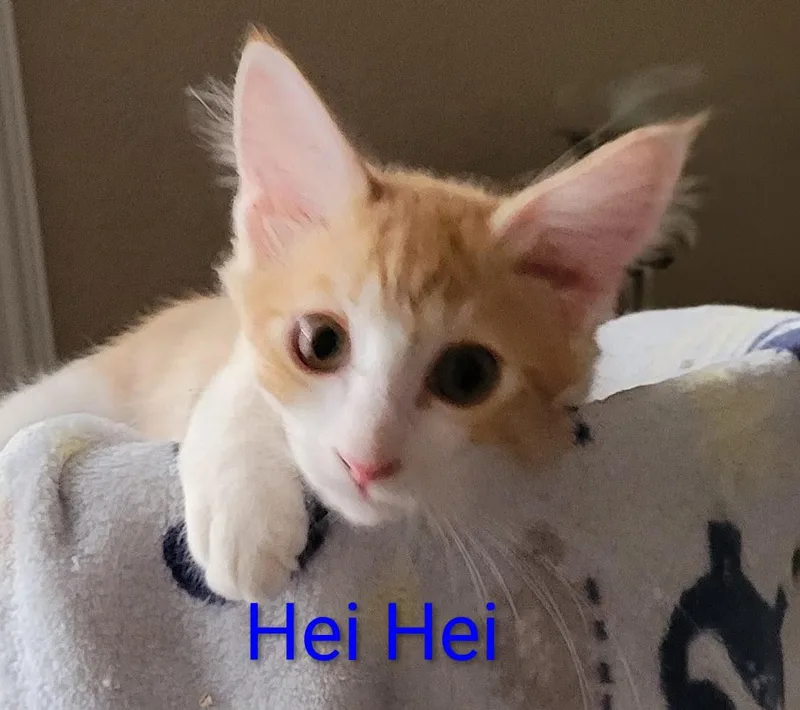 Hei Hei thumbnail 2