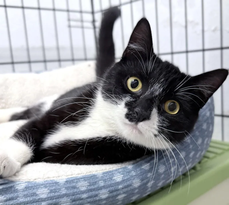 A young medium-sized female Domestic Short Hair cat named Sorry  months female for adoption in Sterling, MA