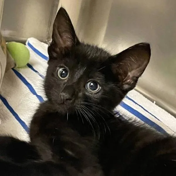 A baby small-sized male Domestic Short Hair cat named Truxton for adoption in Walnut Creek, CA