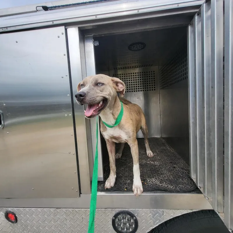 An adult medium-sized female Yellow / Tan / Blond / Fawn Mixed Breed dog named Starfire for adoption in Lake Panasoffkee, FL