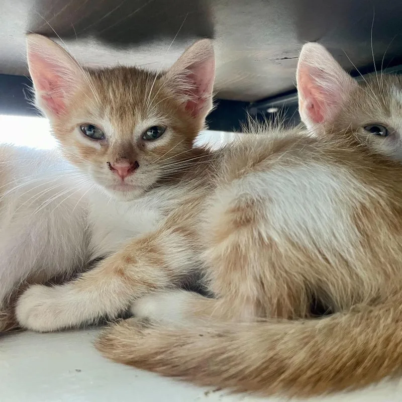 A baby small-sized male Orange / Red Domestic Short Hair cat named Whittaker for adoption in Carencro, LA