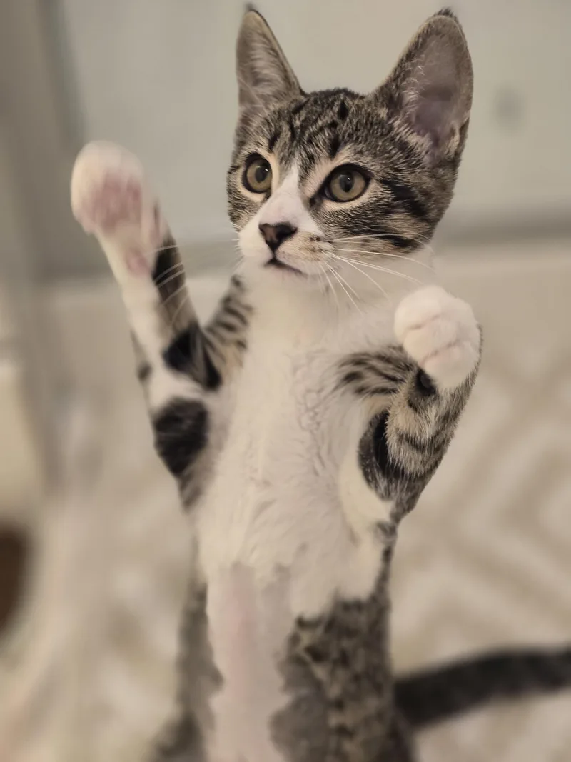 A baby small-sized female Domestic Short Hair cat named Cleopatra for adoption in Rio Linda, CA
