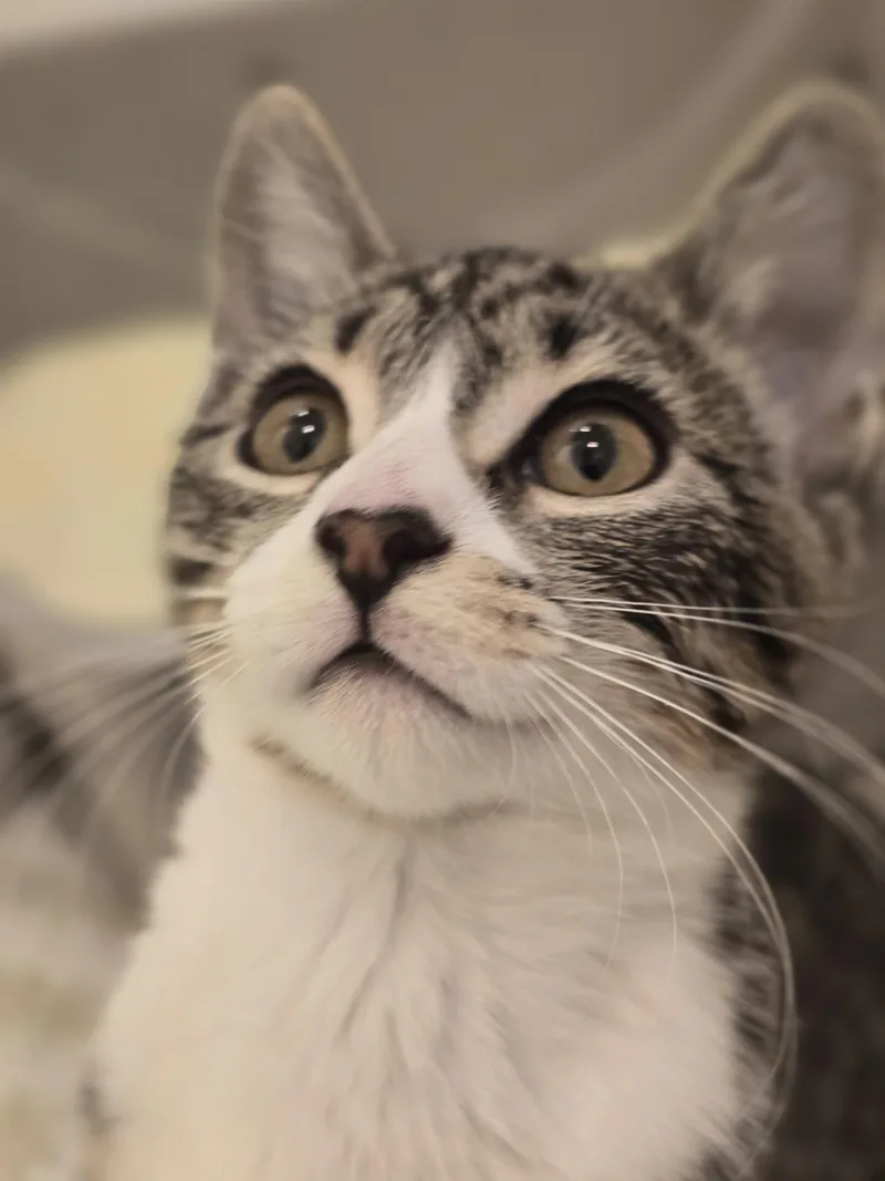 Cleopatra thumbnail 3