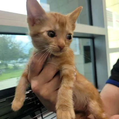 A baby small-sized male Domestic Short Hair cat named Fluffs for adoption in Memphis, TN