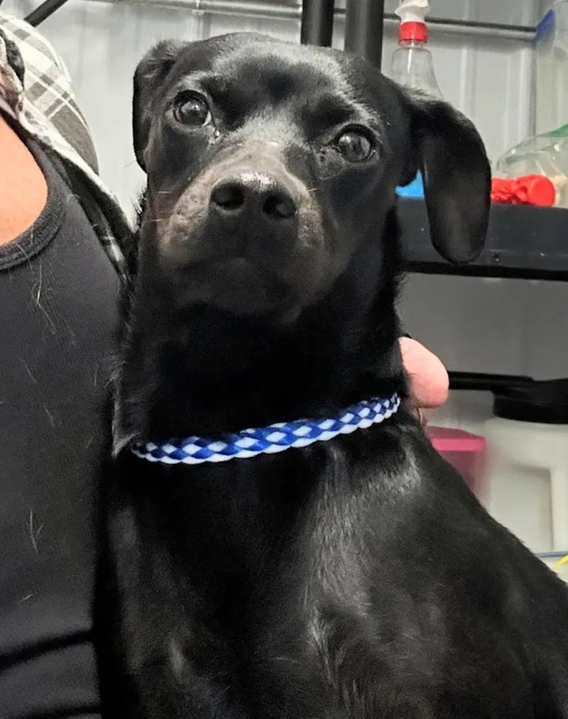 An adult small-sized female Chiweenie dog named Diamond for adoption in Scottsburg, IN