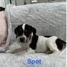 Spot thumbnail 2