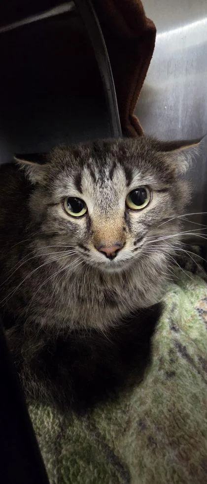 An adult medium-sized female Domestic Medium Hair cat named Rainbow for adoption in Shawano, WI