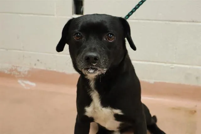 A young medium-sized male Mixed Breed dog named Major for adoption in Columbia, SC